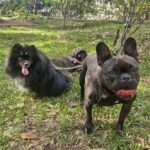 hospedagem de cachorro